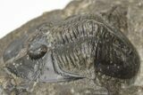 Bargain, Proetid (Dechenella) Trilobite - Scarce Species #213096-2